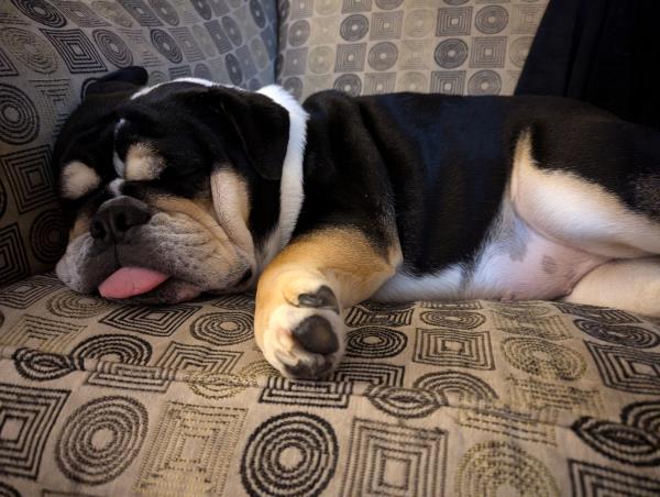 /Images/uploads/Long Island Bulldog Rescue/LIBR-2025-Calendar/entries/32143thumb.jpg